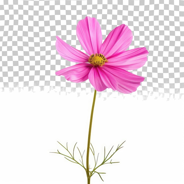 PSD een roze bloem op een geruite achtergrond