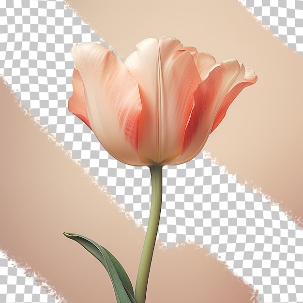 Een roze tulp met een witte achtergrond met een rode rand.