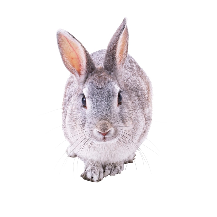 PSD een schattig grijs konijn geïsoleerd op een witte achtergrond