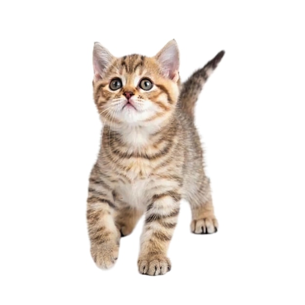 Een schattig klein tabby kitten met brede ogen die nieuwsgierig naar boven kijkt