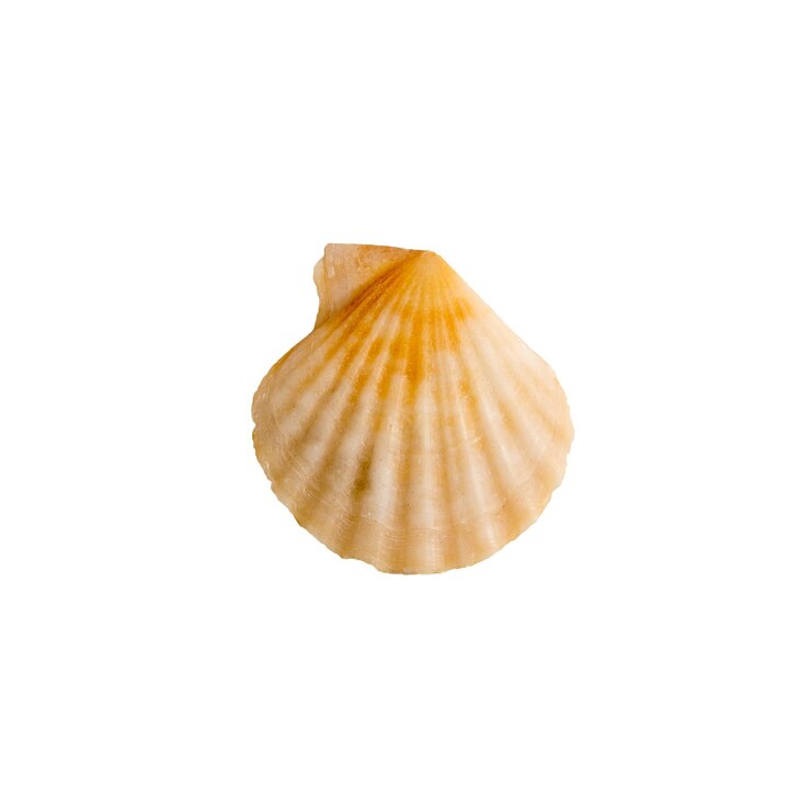 PSD een schelp op een witte achtergrond