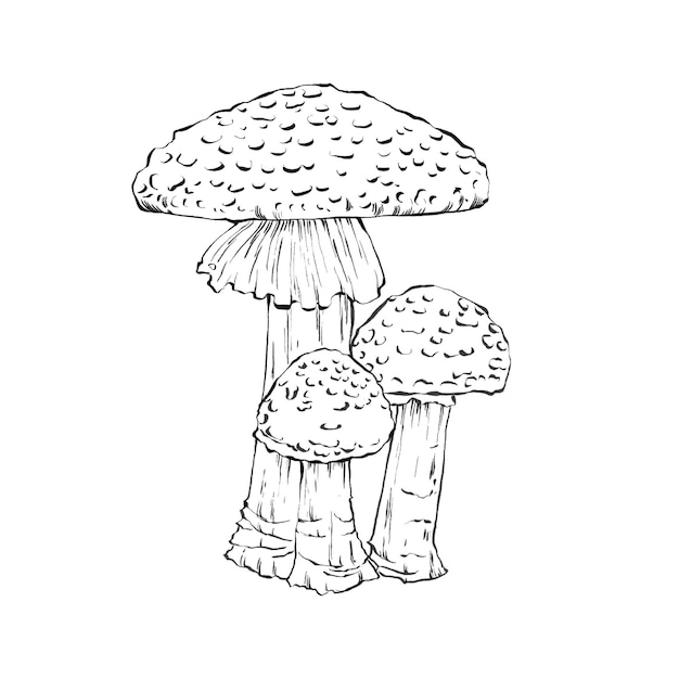 PSD een schets van paddenstoelen op een witte achtergrond