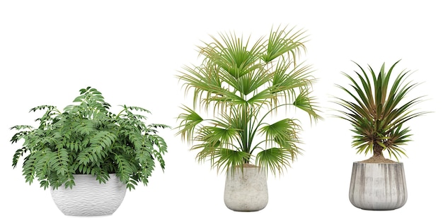 Een set potplanten met links een palmboom.