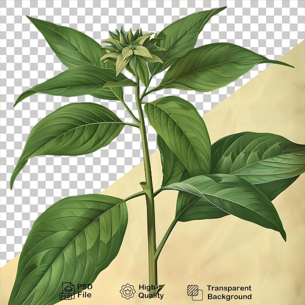 Een tekening van een plant op een doorzichtige achtergrond