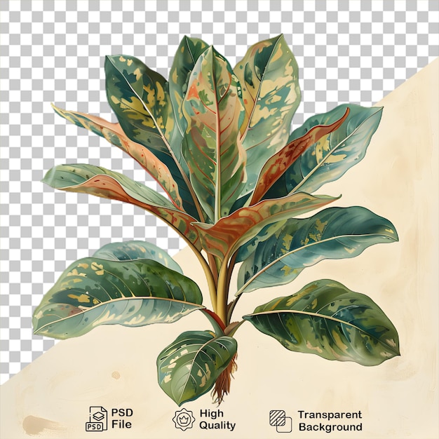 PSD een tekening van een plant op een doorzichtige achtergrond