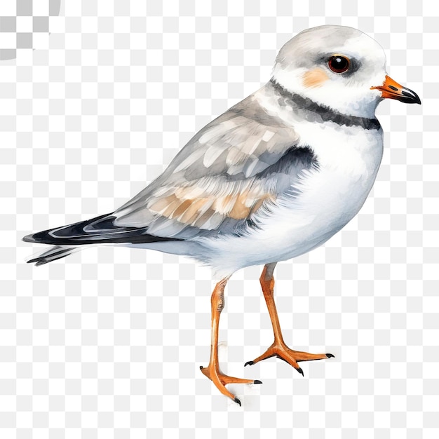 PSD een tekening van een vogel die een vogel is png - png download