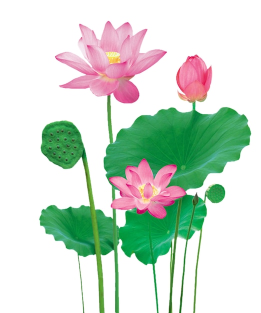 een tekening van lotusbloemen met het woord lotus onderaan