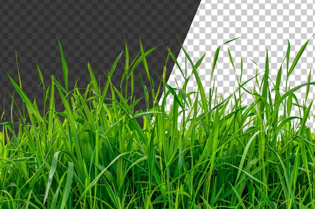 PSD een veld met groen gras png
