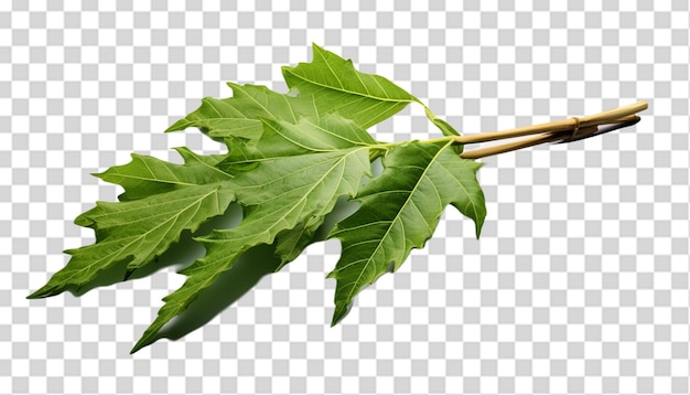 PSD een vers papaya blad png