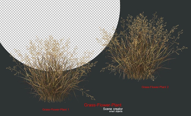 Een verscheidenheid aan grassen en planten