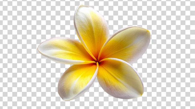 PSD een verse frangipani bloem geïsoleerd op doorzichtige achtergrond