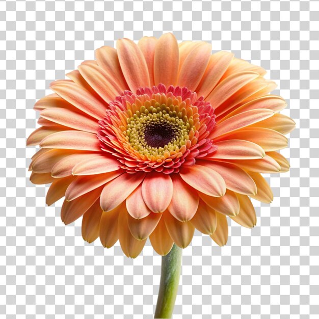 PSD een verse gerbera bloem geïsoleerd op doorzichtige achtergrond