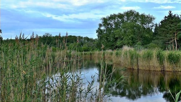 een vijver met een boom op de achtergrond en een hemel met wolken
