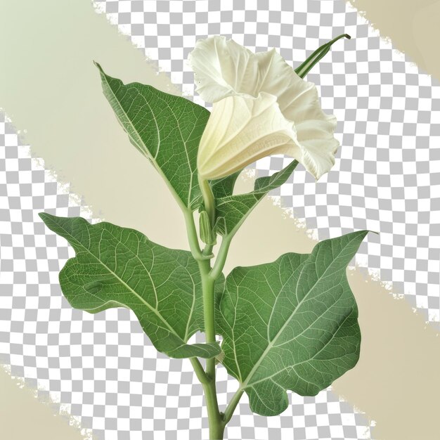 PSD een witte bloem met groene bladeren en een witte blom op een geruite achtergrond
