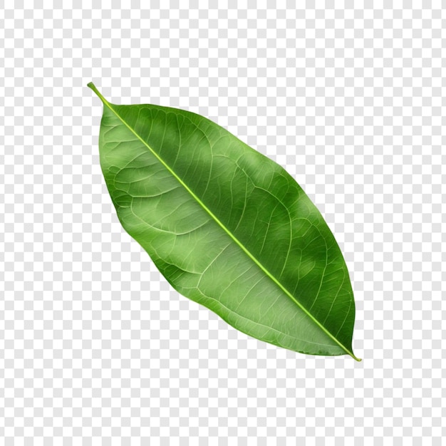 Eenzame weelderige groene mangoblad geïsoleerde botanische natuurplant