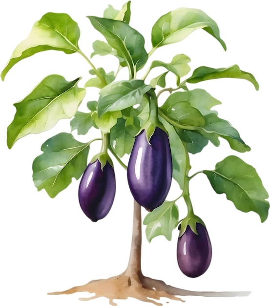 PSD eggplant tree watercolor painting of an eggplant tree