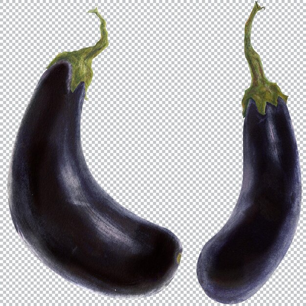 PSD eggplants. watercolor botanical illustration