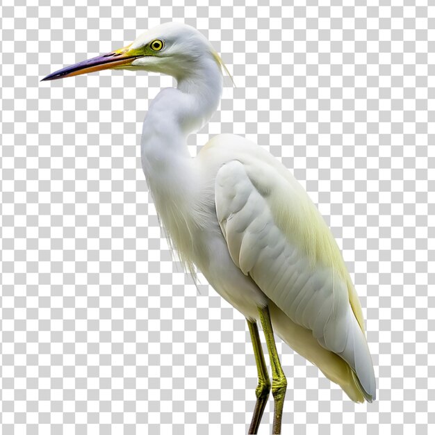 Egret geïsoleerd op doorzichtige achtergrond