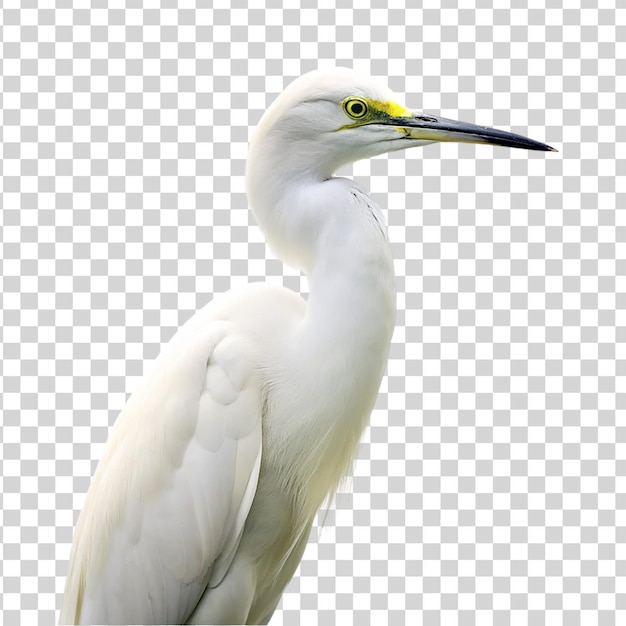 PSD egret isolated on transparent background