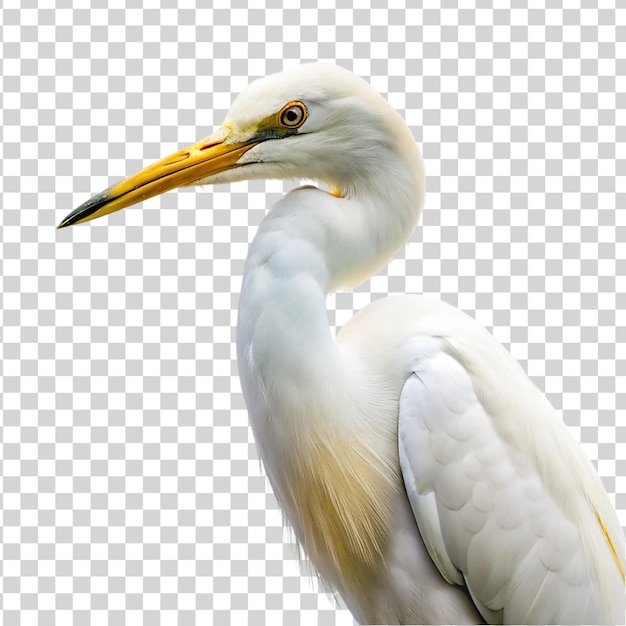 PSD egret isolated on transparent background