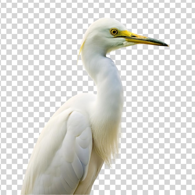 PSD egret odizolowany na przezroczystej tle