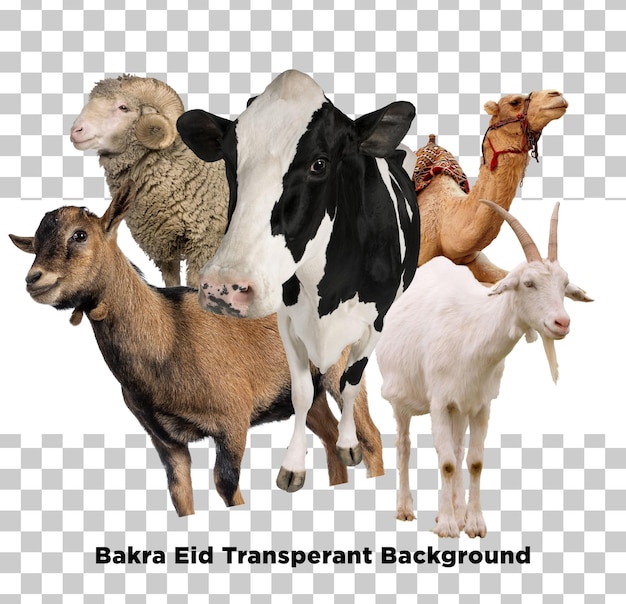 Eid ul Adha bakra eid