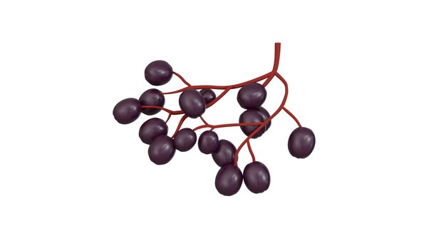 elderberrr png