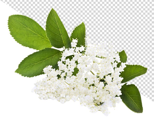 PSD fiore di sambuco png