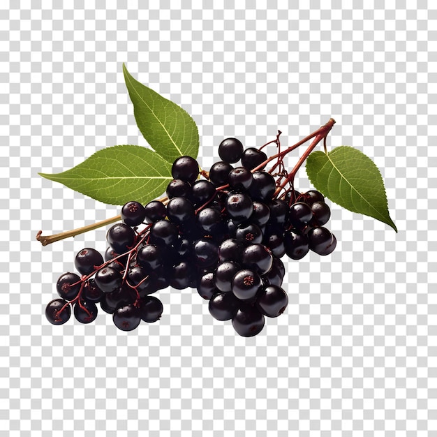 PSD elderberry isolated on transparent background premium psd