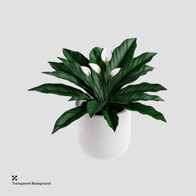 우아한 평화 백합 실내 식물 3D 그림
