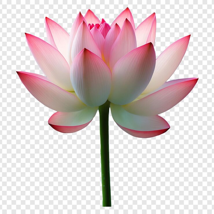 PSD 優雅的粉紅色蓮花開花