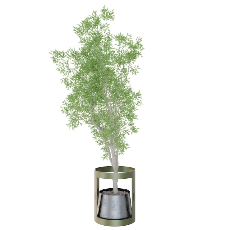 PSD elegant potted olive tree