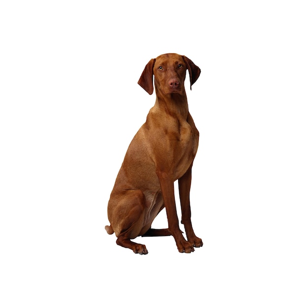 우아한 Vizsla 개 앉는 PNG