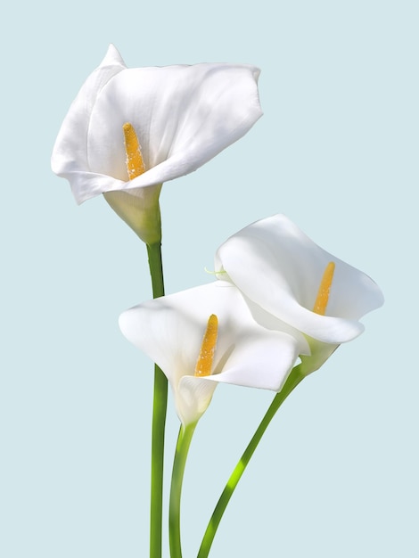 elegant white calla lilies on light blue