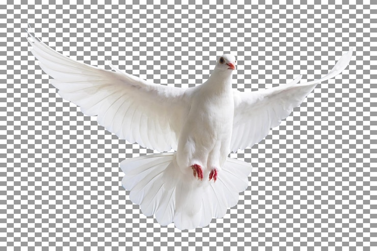 Elegant White Dove in Flight with Transparent Background