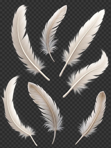 elegant white feathers on a transparent background