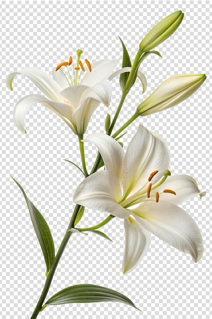 麗 な 白い リリー の 花 が 満開 に い て い ます