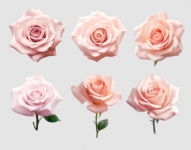 Elegante en vrouwelijke rozen ingesteld op geïsoleerde transparante achtergrond