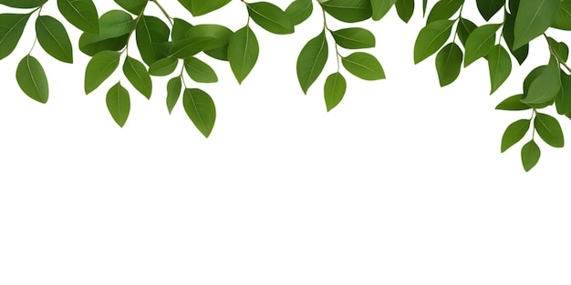 Elegante groene blad takken op doorzichtige achtergrond voor natuur geïnspireerde ontwerpen