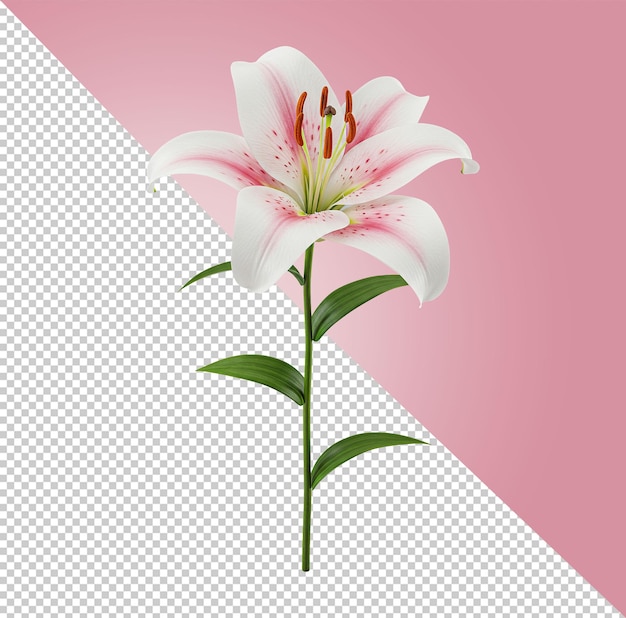 Elegante witte en roze lelie met groene stengel en bladeren