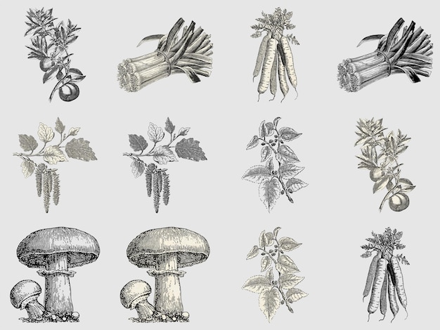 Element illustrations set clipart vintage icon png psd botanical retro plants animal collage