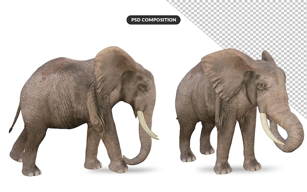 PSD elephant 3d model illustration