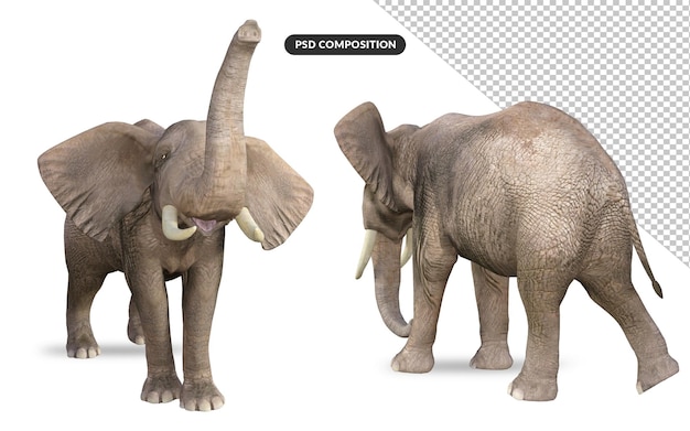 PSD elephant 3d model illustration