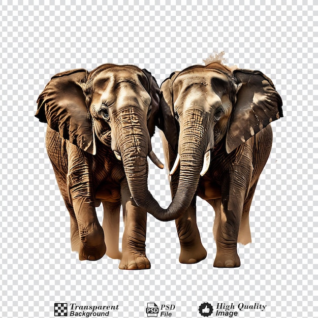 PSD elephant fight isolated on transparent background