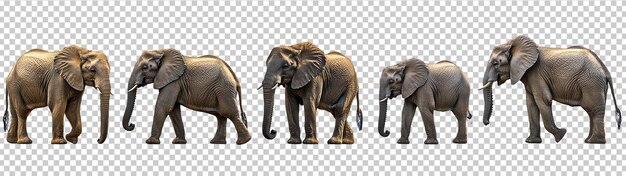 elephant isolated on png background