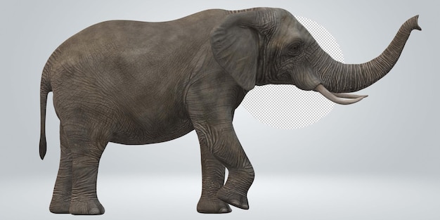 PSD elephant isolated on a transparent background