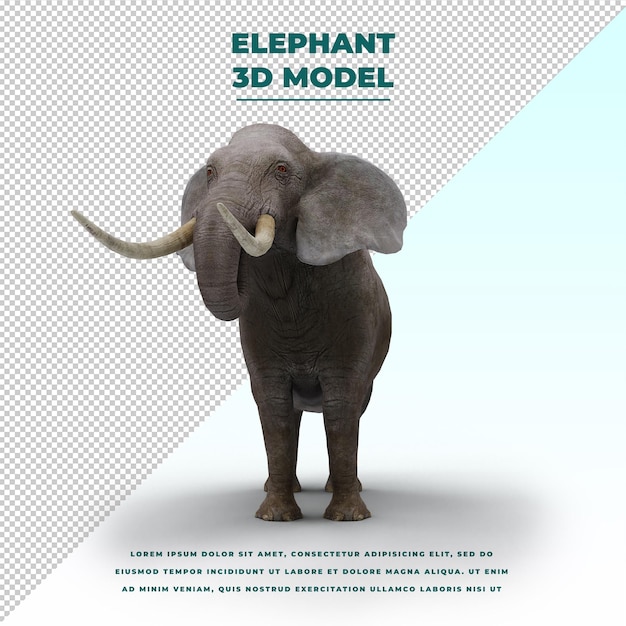 Elephant isolated