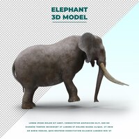 Elephant isolated