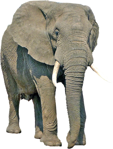 PSD elephas elephas maximus loxodonta слоновые африканский слон