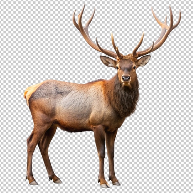 Elk geïsoleerd op doorzichtige achtergrond